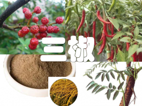 三椒