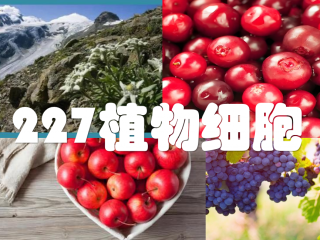227植物细胞